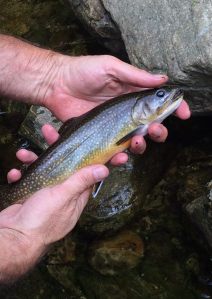 1890547_10152630464659344_2089064443005018923_o