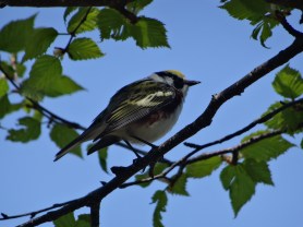 DSC00557